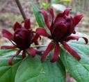 trillium