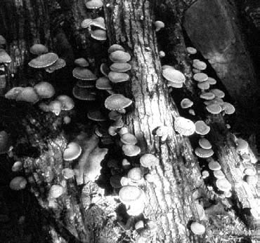 svi-shiitake-workshop-2009-3 svi-shiitake-workshop-2009-3
