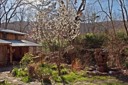 DSC_0840 spring moonshadow front lawn resize web Greenhouse at Sequatchie Valley Institute Spring Planting Season Life on Nature Reserve