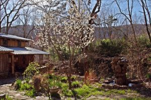 moonshadow at sequatchie valley institute, natural building, Permaculture, nature, garden, blossom, springtime, hiking, get outdoors