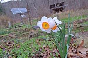 Moonshadow at Sequatchie Valley Institute, Permaculture temperate forest climate, solar power, natural building structure, flower