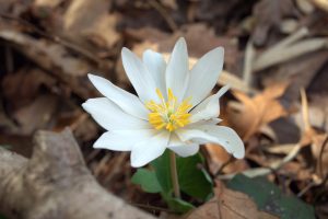 Photo of Bloodroot on the Springtime Wildflower Hike at Sequatchie Valley Institute