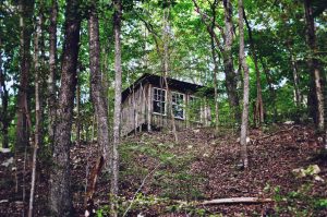 crows nest natural building structure