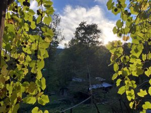 Muscadines at Sunset with View of Moonshadow at SVI