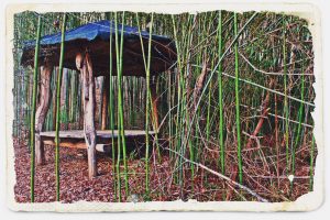 Paw Paw Pagoda in the Bamboo Forest Best Picnic Spot