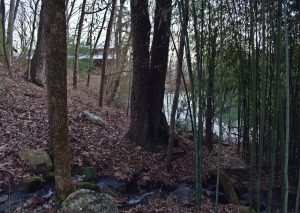 Stream Near the Pond in the Bamboo Forest