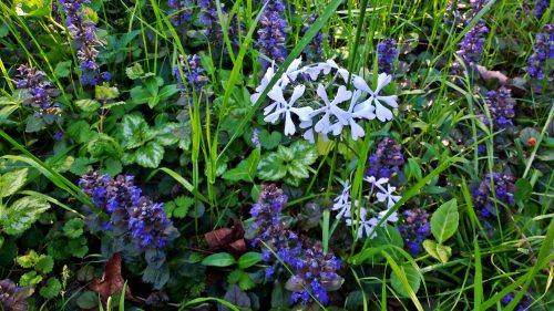 Purple Wildflowers