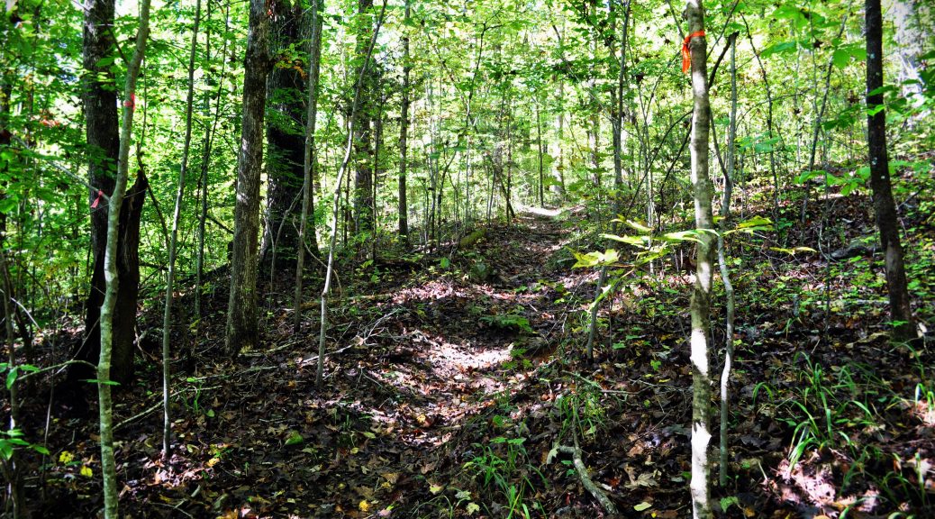 Forest Hiking Trails Pipsissewa Arboretum Sequatchie Valley